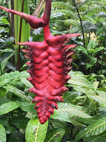 ArbóreoHeliconia Platanillo Arbóreo