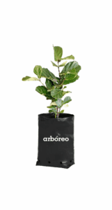 Ficus Pandurata (Mediano)