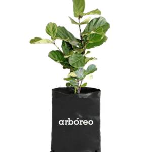 Ficus Pandurata (Mediano)