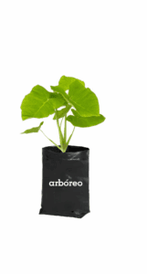 Alocasia oreja de elefante