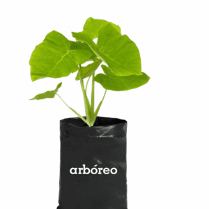 Alocasia oreja de elefante