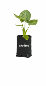 Alocasia verde bóre