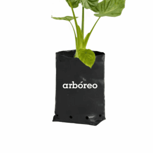 Alocasia verde bóre