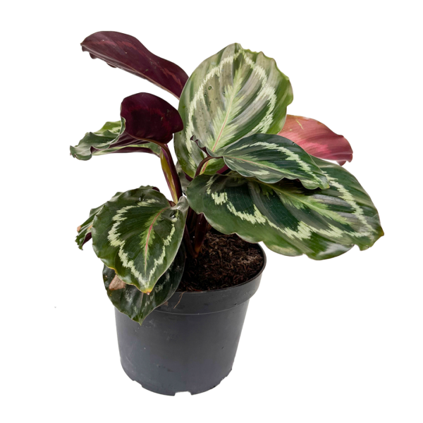 Calathea Medallon