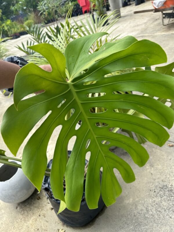 Hoja rota