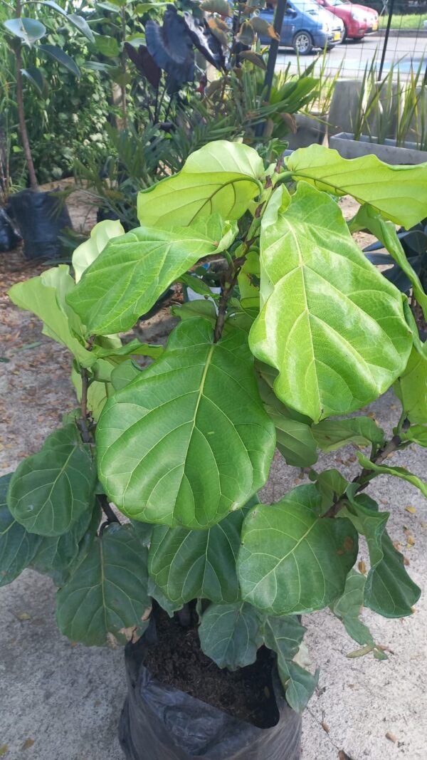 Ficus Pandurata (Mediano)