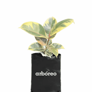 Caucho verde variegado