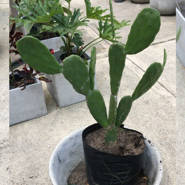 Cactus nopal