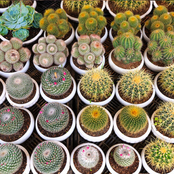 Cactus bebe