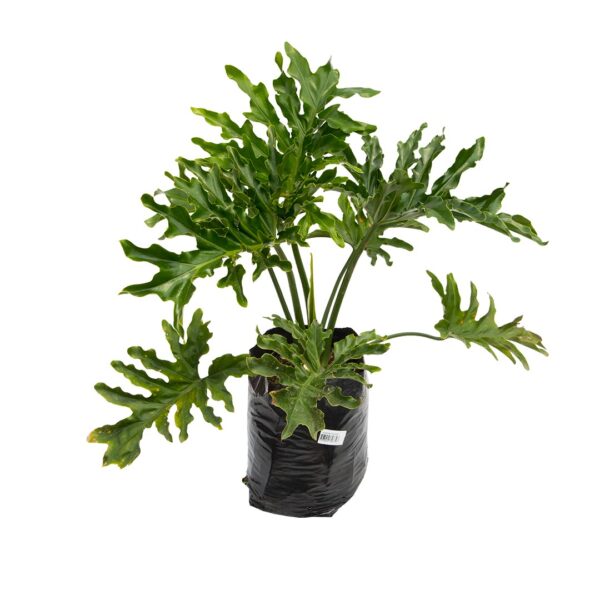 Philodendron Selloum