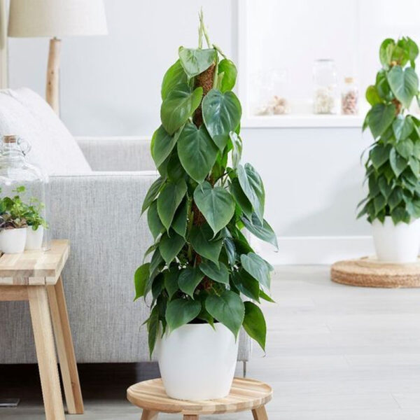 Philodendron Corazón