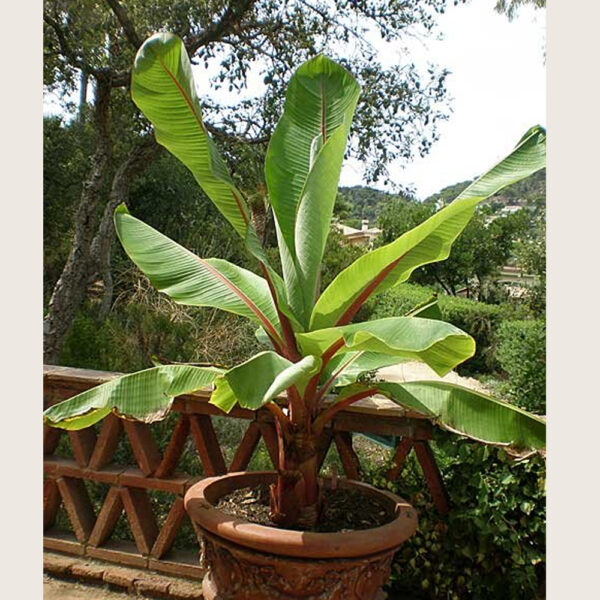 Platano Ensete