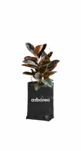 Caucho rosado variegado