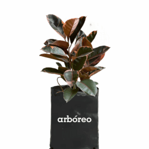 Caucho rosado variegado