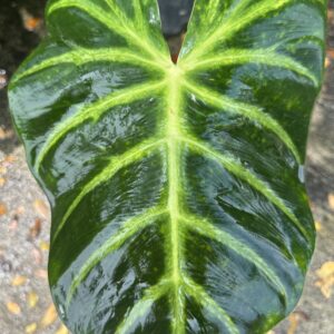 Phiodendrum Luxurian