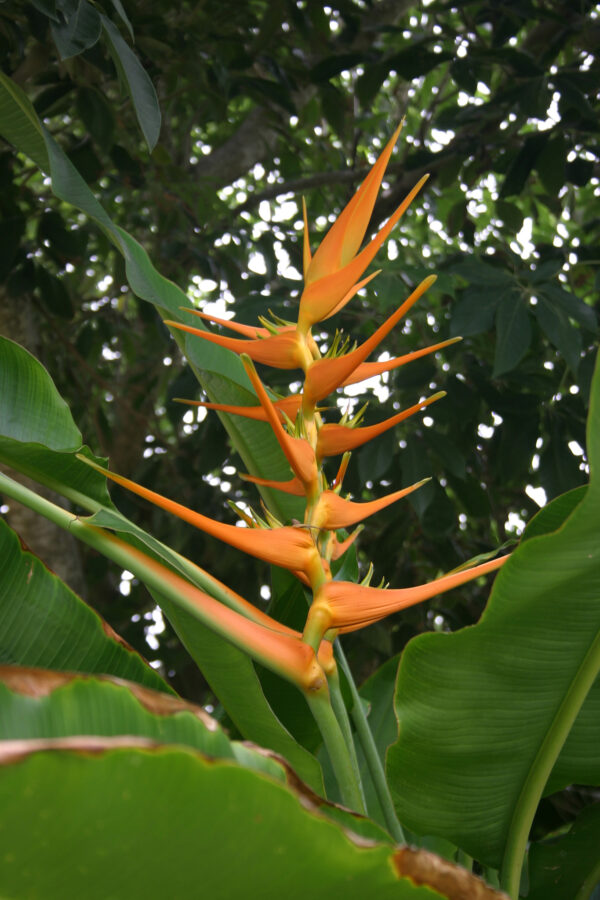 Heliconia Pajarito