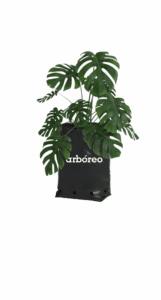 Hoja rota (monstera deliciosa).