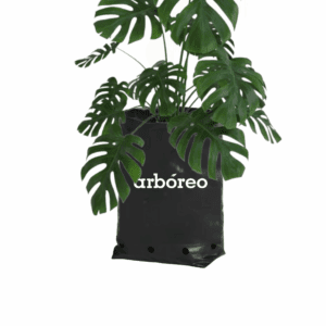 Hoja rota (monstera deliciosa).