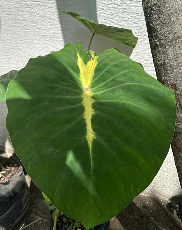 Alocasia medallón (centro amarillo).