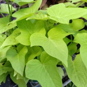 Batata verde limón.