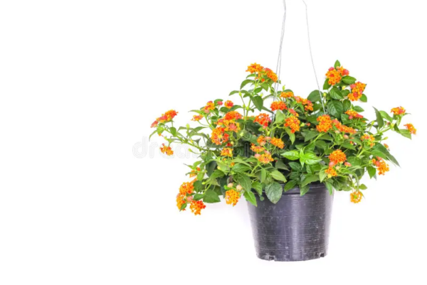 Lantanas
