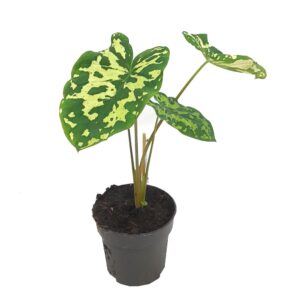 Alocasia militar