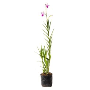 Orquídea de tierra (arundina)