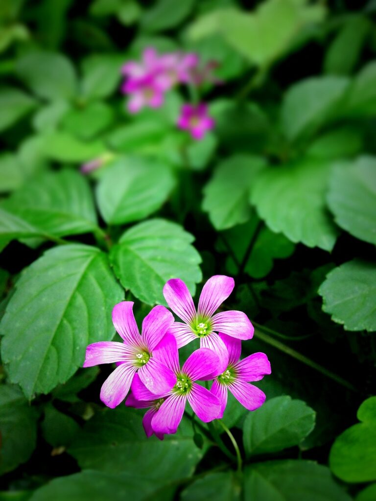 flowers-129502_1280