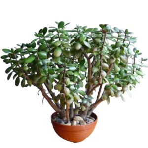 Jade hembra