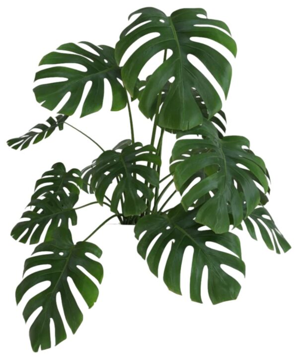 Hoja rota (monstera deliciosa) grande