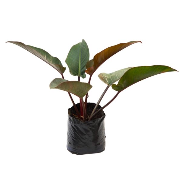 Philodendron Congo