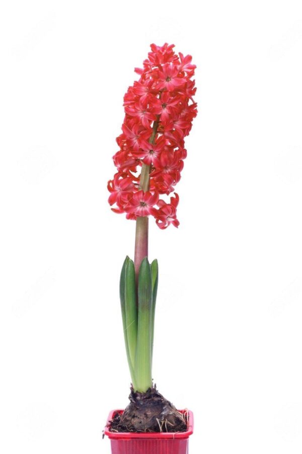 Costus