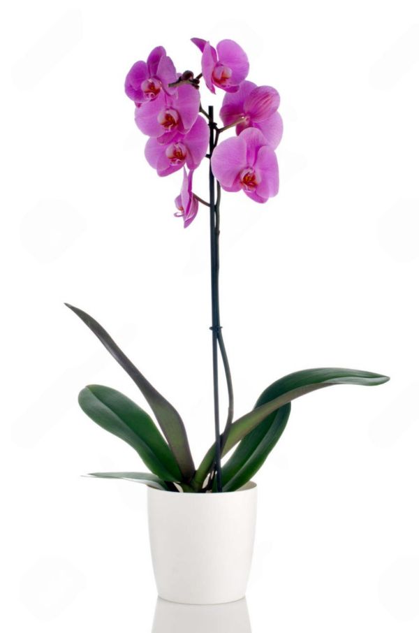 Orquideas