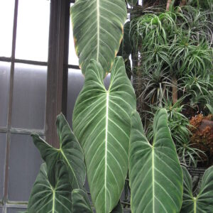 Philodendron