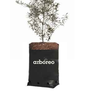 Olivo (Olea europaea