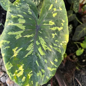Hoja de Alocasia Militar con patrón de camuflaje verde y amarillo