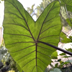 Alocasia Tallo Negro — hoja verde con nervaduras oscuras a contraluz | Arbóreo