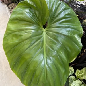 Hoja grande y lustrosa de Philodendron Magnificum vista desde arriba, con nervaduras marcadas